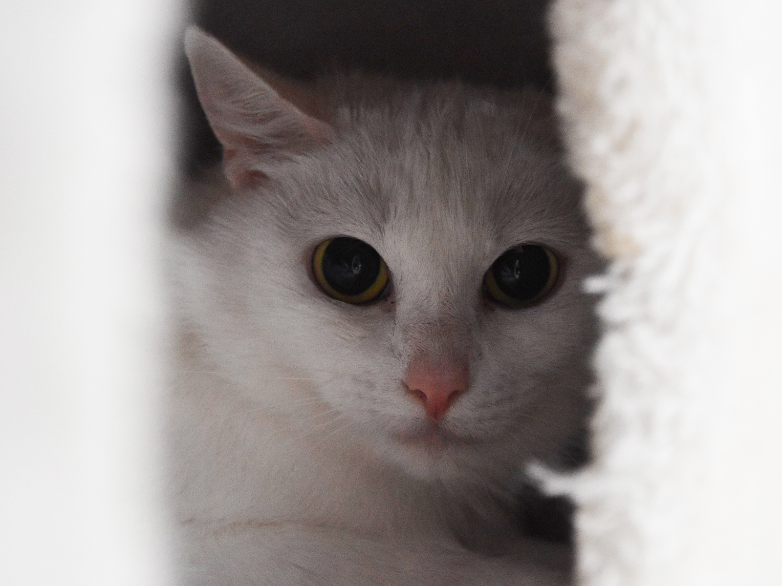 Nala