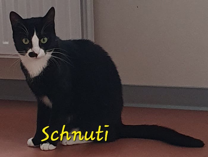 Schnuti